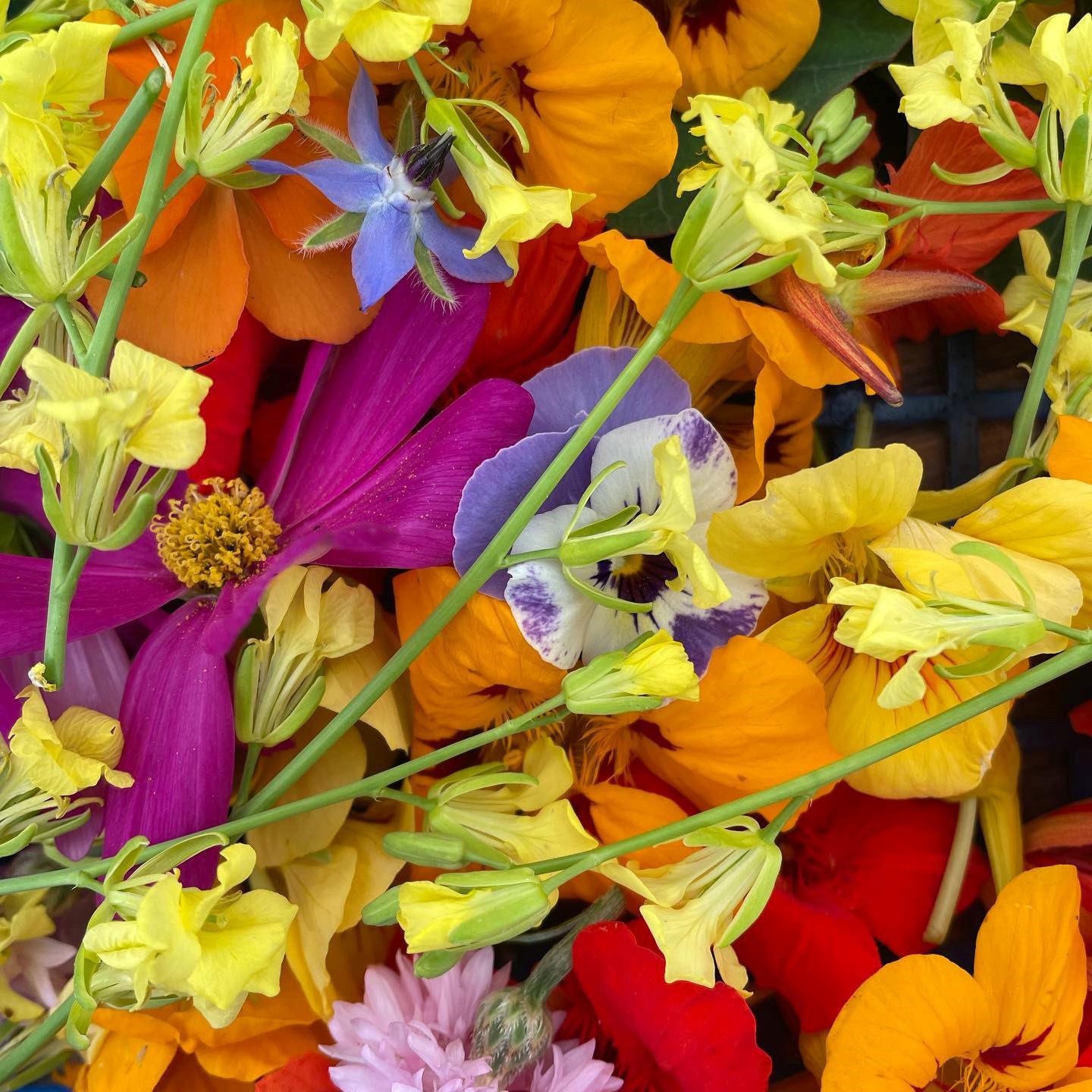 Les bacs à légumes en culture - Pauline Air Farm - Les Nouvelles Fermes - Nouvelle Vague l'épicerie de la pêche à Bordeaux